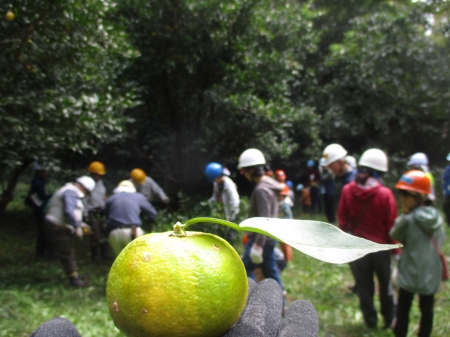 柚子の実と参加者たち