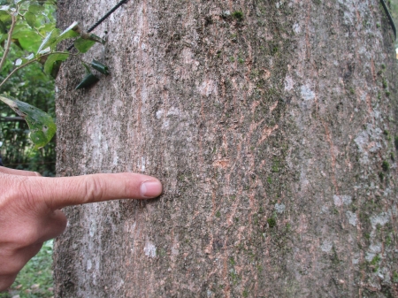 アライグマの爪痕