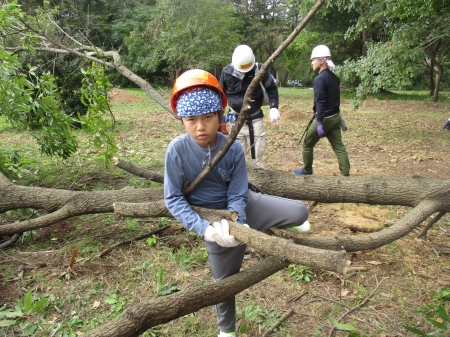 木をまたぐ様子