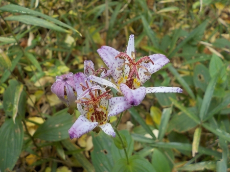 保全地域の植物２