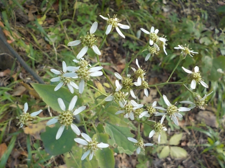 保全地域の植物３