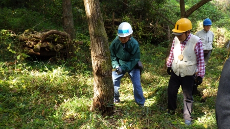ノコギリで木の伐採チャレンジ