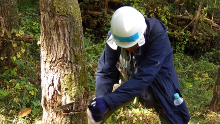 体全体でノコギリを引く参加者