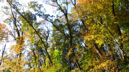 紅葉している木々