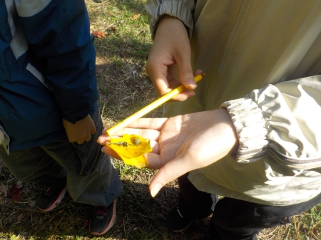 黄色の落葉と色鉛筆の色を比べている