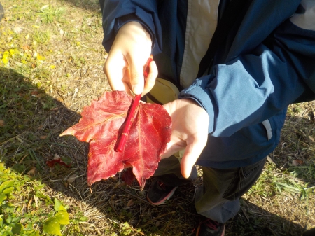 赤い落ち葉と色鉛筆を比べている