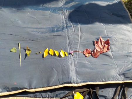 様々な色の落葉を集めた