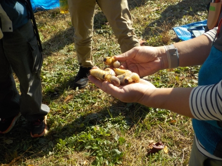 カブトムシの幼虫