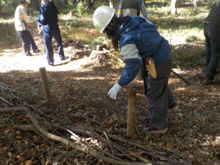 枝を杭の周りに集めている様子