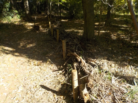 完成したそだ整備