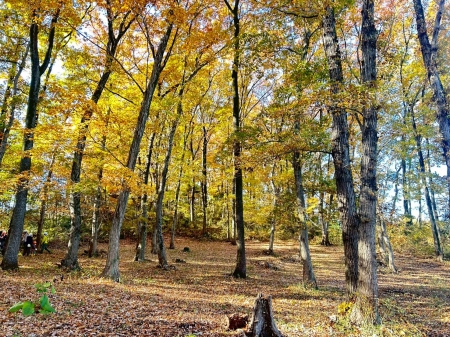 八王子大谷緑地保全地域の紅葉