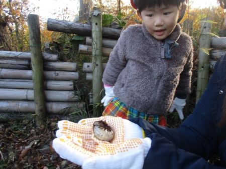 カブトムシの幼虫を見る子ども
