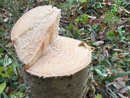 間伐した後の木の断面