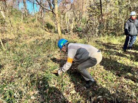 体勢を低くして下草刈り