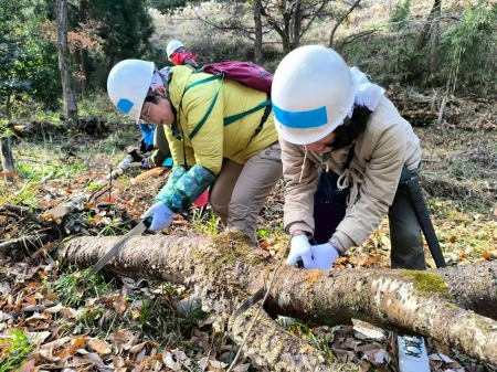 ノコギリを使って大木を細かく切る