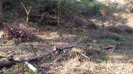 集められた木や枝