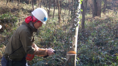 木を切り進めていく様子
