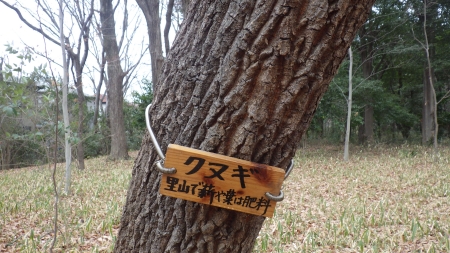 クヌギ里山で薪や葉は肥料