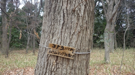 コナラブナ科たくさんのドングリを落とす