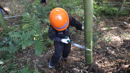 のこぎりを使って竹伐採