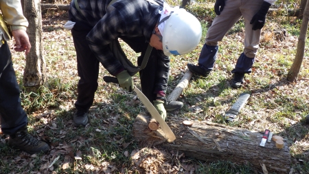 ヒノキの玉切り体験