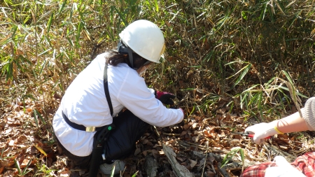 黙々と行うササ刈り