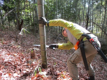 竹伐採デモンストレーション