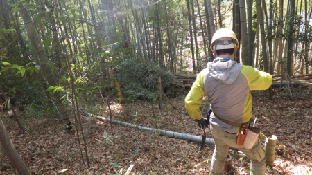 竹が倒れた様子