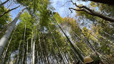 竹林を地上から空に向かって仰ぐ風景
