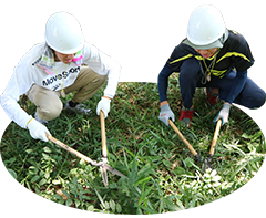 Clearing undergrowth Clearing undergrowth