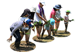 Planting rice Planting rice