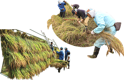 Harvesting and drying rice (Hazakake)