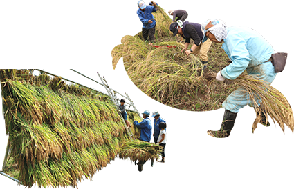 Harvesting and drying rice (Hazakake) Harvesting and drying rice (Hazakake)