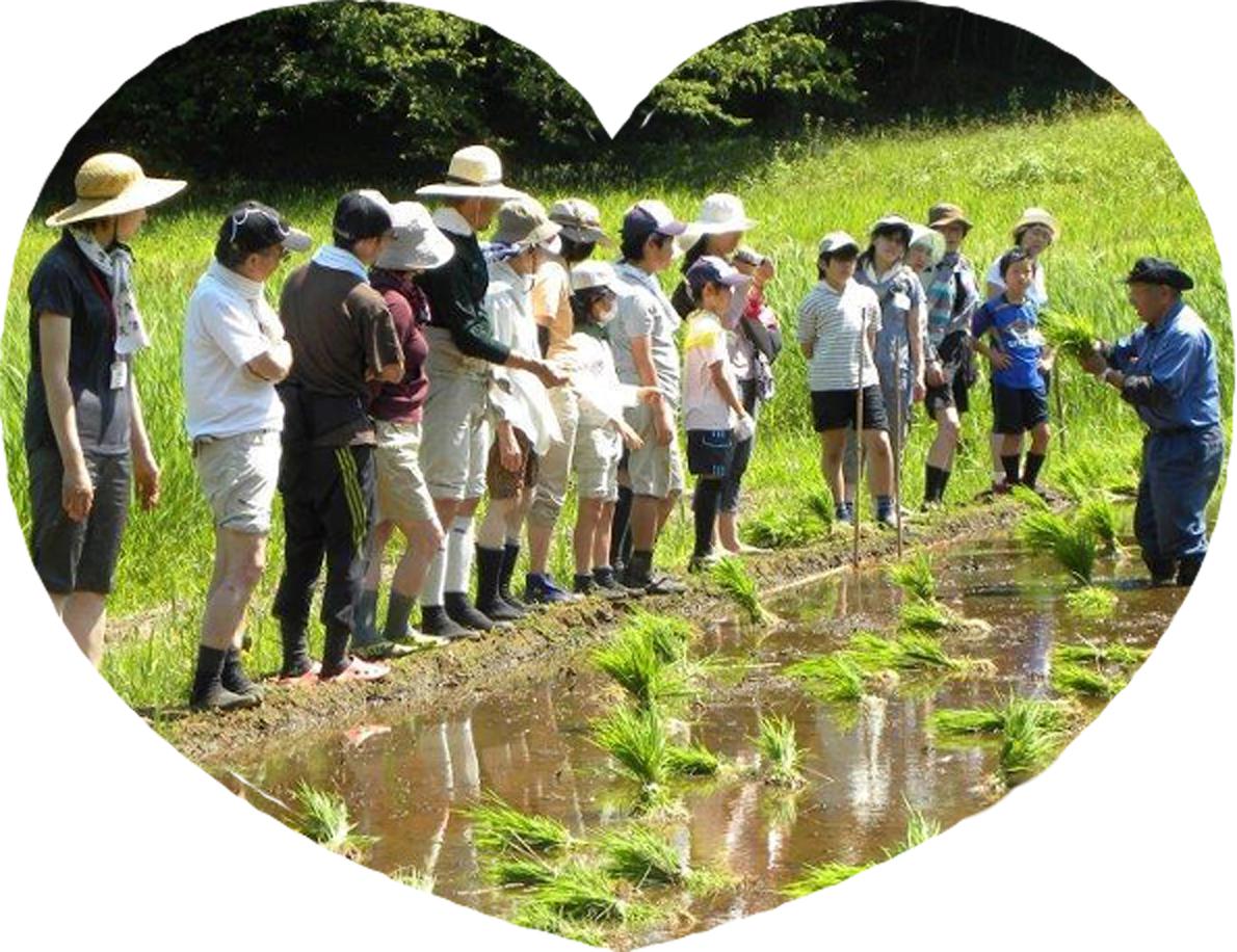 Planting rice